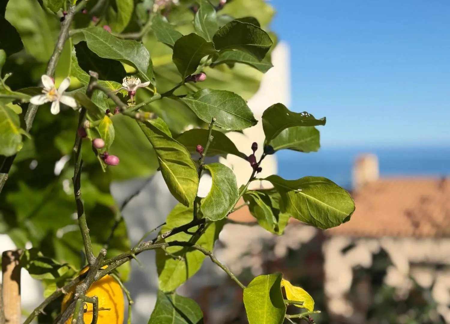 Rare, Private Garden, 2Bdr, Monaco Border Apartman Beausoleil Franciaország